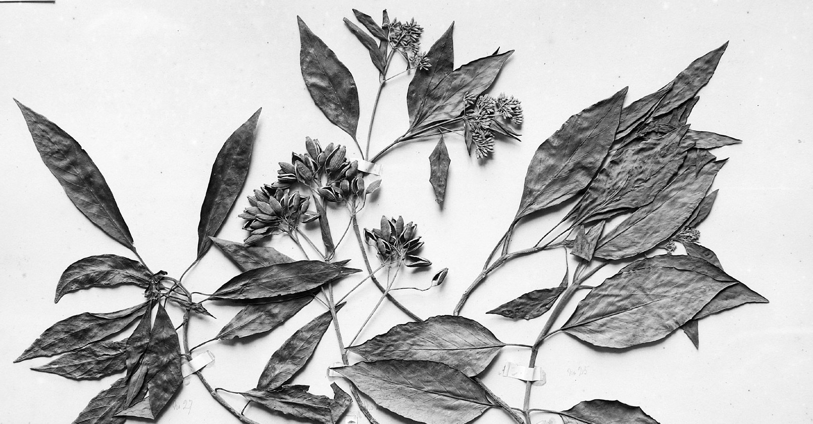 金雞納樹（Cinchona officinalis）的蠟葉標本